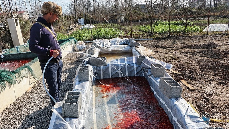 Budi Daya Ikan Merah di Gilan, Iran.