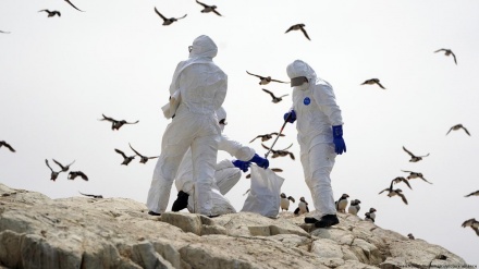 科学者らが、鳥インフルエンザの危険な変異種について警告