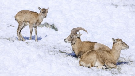 テヘラン北東部ヴァルジーン保護区での雄羊と野ヤギの群れ