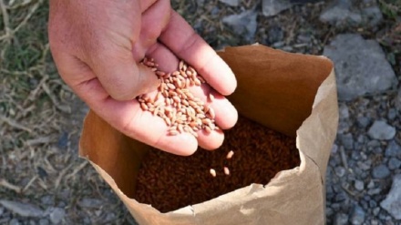 L'accordo sul grano e la fame nei paesi poveri - 2