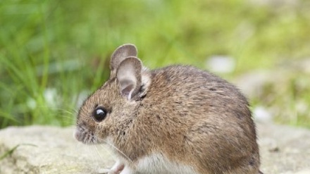 Fare attività fisica la mattina si bruciano più grassi, lo dimostra uno studio sui topi