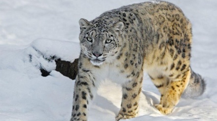 イラン北部マーザンダラーン州の雪景色の中のペルシャヒョウ