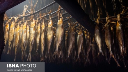 (FOTO DEL GIORNO) Affumicare il pesce in modo tradizionale
