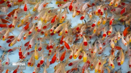 Իրանը լուսանկարներում-Կարմիր ձկան շուկան Նովռուզին ընդառաջ