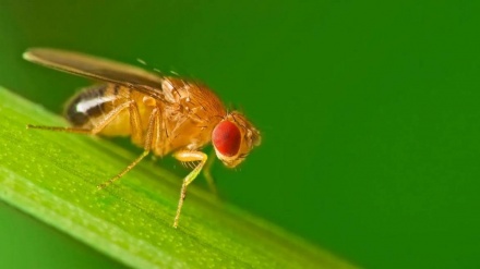 Gli scienziati hanno creato la prima mappa completa del cervello di un insetto 