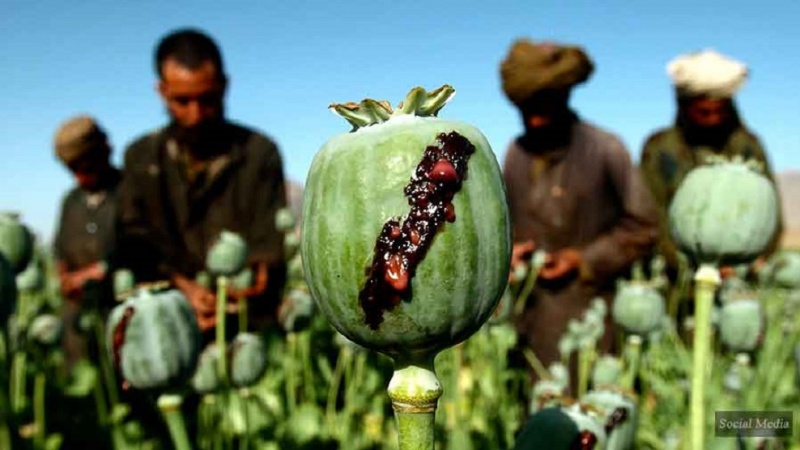 کشت مواد مخدر در افغانستان ۹۵ درصد کم شده است