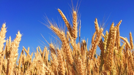 ＦＡＯ、「昨年の小麦生産国別順位でイランが13位に」