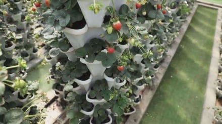 Gaza farmers overcome Israeli occupiers’ illegal practices