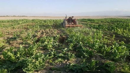 ده‌ها جریب کشتزار مواد مخدر در افغانستان پاکسازی شد