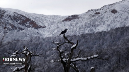 (FOTO DEL GIORNO) Primavera con la neve