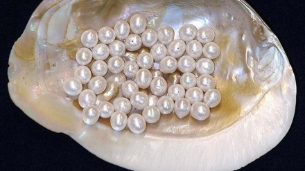 イランで初の真珠養殖が開始