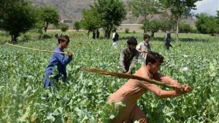 تخریب مزارع خشخاش در ولایات افغانستان