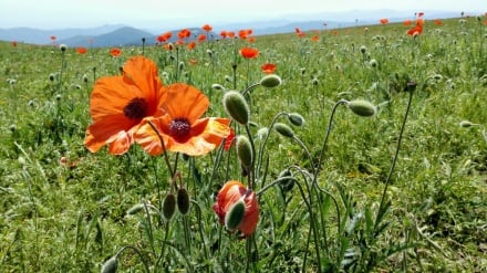 Tolış, çı İroni beheşt ...