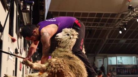 NZで毛刈り大会、羊はすっきりするも競技は過酷 