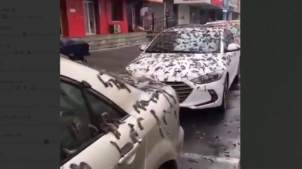 بارش کرم از آسمان در چین!