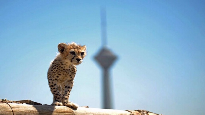Прощай Пируз, любимый иранский детеныш гепарда, выращенный в неволе - Pars  Today