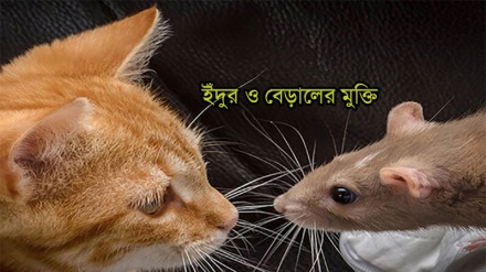 ইঁদুর ও বেড়ালের মুক্তি
