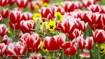 Tulipanët në kopshtin 