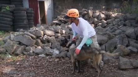 فیلیپین کې ولې خلک خپل سپي د زلزلې د غبرګون پروګرام سره ثبتوي؟