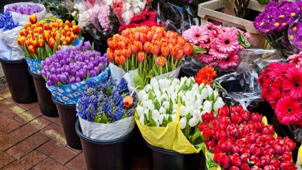 春のテヘラン最古の花市場