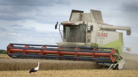 La Polonia vieterà l'importazione di grano dall'Ucraina