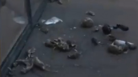 فرانسه کې لاريوون کوونکو د پاریس ښار تالار ته مړه موږکان وغورځول