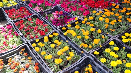 İlkbahar mevsimi ve Tahran'ın en eski çiçek pazarının güzelliği 