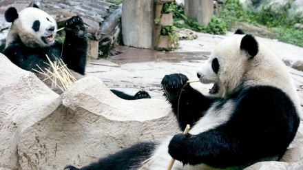 タイで中国貸与のパンダ「リン・フイ」死ぬ、21歳 