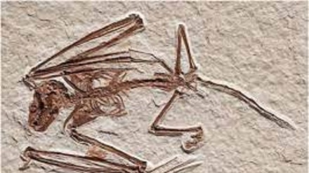 Lo scheletro del pipistrello più antico del mondo risale a 52 milioni di anni fa, nuova specie per la scienza 