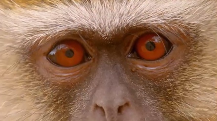 Верут маймунларининг бабуин билан жанги(видео)