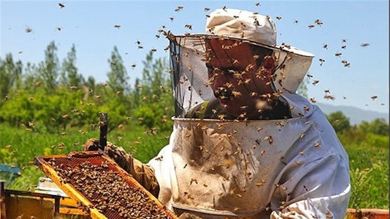 FAO: Iran war 2022 der drittgrößte Honigproduzent der Welt