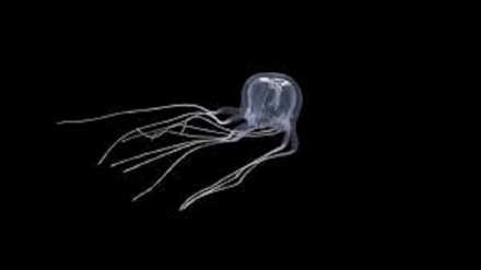 Scoperta una ‘medusa a scatola’ con 24 occhi