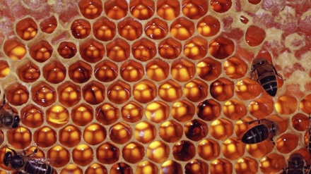 Iran to supply China with first honey shipment