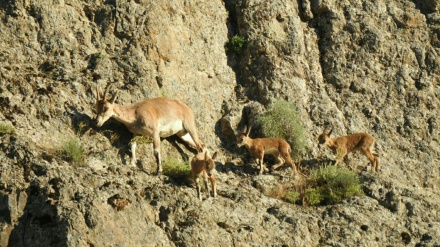 イラン北西部アルダビール州のアーグ・ダーグ保護地区の野生動物