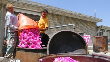 (FOTO) Iran, la raccolta dei fiori a Maymand -2
