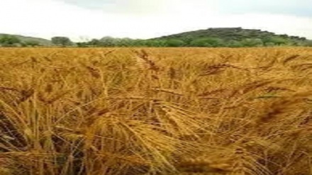 افزایش حاصلات گندم در ننگرهار 