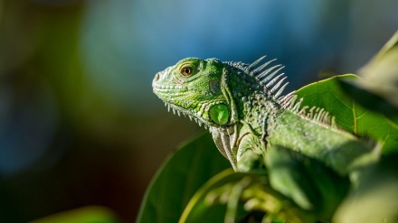 Iguana morde la mano di una ragazza trasmettendole una rara infezione