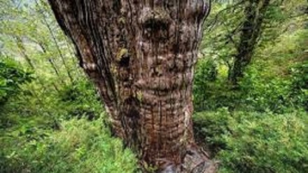 Un cipresso di 5.400 anni potrebbe ricevere il record come albero più antico del mondo 