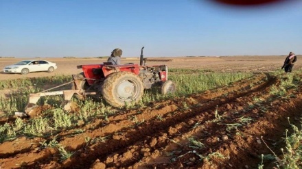 ادامه مبارزه با مواد مخدر در ولایت هرات؛ 80 جریب زمین زیرکشت نابود شد