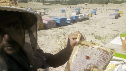 افزایش تولیدات عسل در کندز و نبود بازار فروش