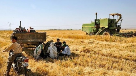  Official forecasts Iran’s wheat production at 12 million tonnes 