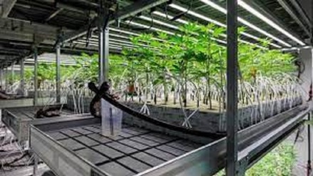 In Germania, l’uso personale di cannabis arriverà a 50g mensili