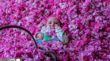 (FOTO) Iran, la raccolta dei fiori a Maymand-1