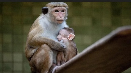 میمون ها بدهی سریلانکا به چین را پرداخت می‌کنند