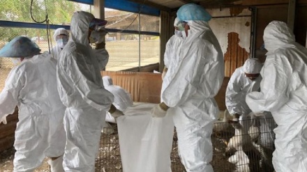 日本暴发最严重禽流感 