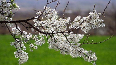 北西部ザンジャーン州アブハル郡の春の自然