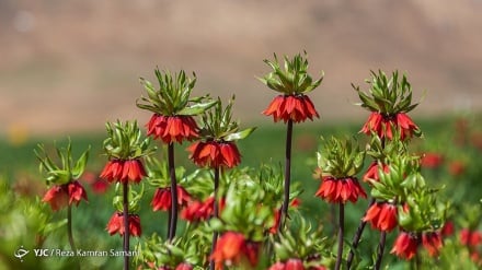 Fusha e tulipanëve të përmbysur në Kuhrang të Iranit