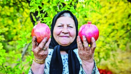 FAO、｢イランは西アジア・北アフリカ地域最大の果実生産国」