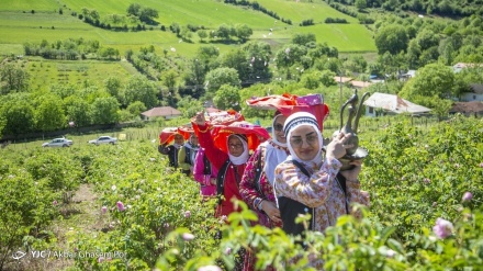 ایران در قاب تصویر: مراسم گلاب گیری در شمال ایران