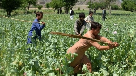  تخریب 4 هزار هکتار از اراضی خشخاش در افغانستان